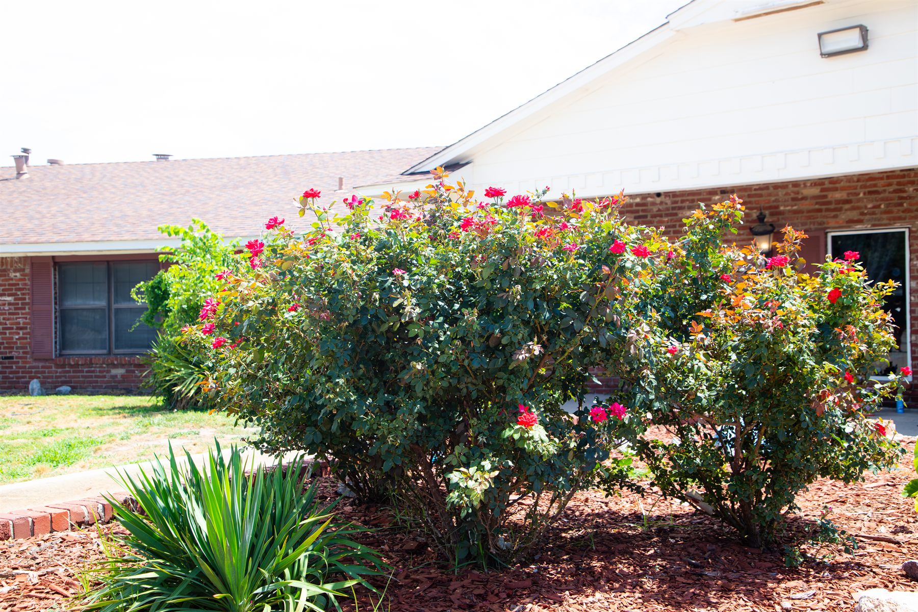 Red roses in bloom outside the brick entrance of Windsor Hills Nursing Center